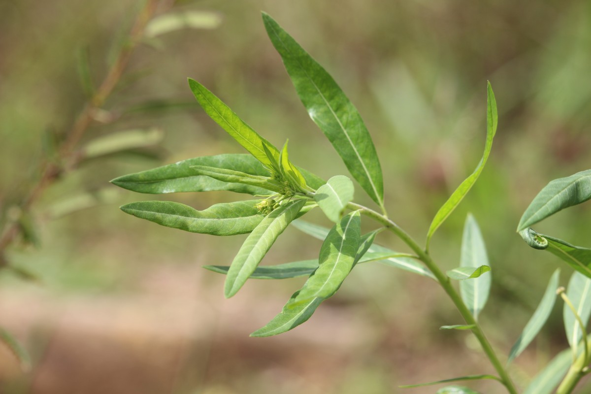 Gomphocarpus physocarpus E.Mey.